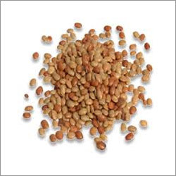 Eating Horse Gram Eating Horse Gram