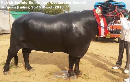 Murrah Buffalo