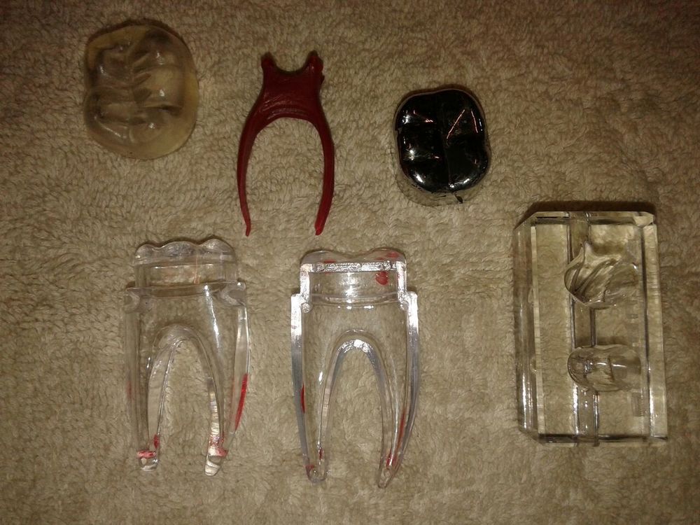3d Tooth Model - Plastic/Resin, Clear Color | Accurate Anatomy, Durable, Detailed Educational Tool