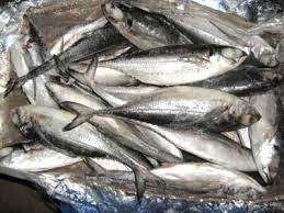 Frozen Horse Mackerel Fish