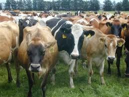 Holstein Heifers Cow