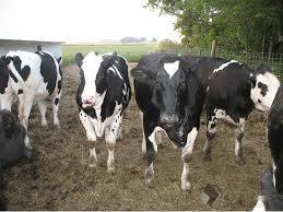 Holstein heifers,Boer Goats, Cows, Camels, Sheep