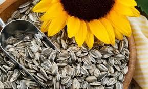 Sunflower Seeds By ABBAY TRADING GROUP, CO LTD