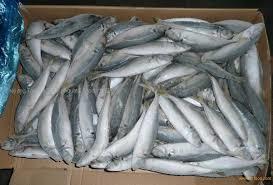 Frozen horse mackerel fish for sale