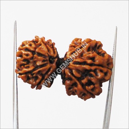 Gauri Shankar Rudraksha