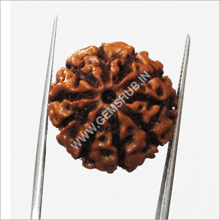 10 Mukhi Rudraksha