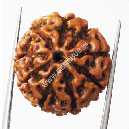 9 Mukhi Rudraksha