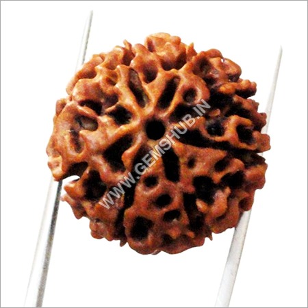 8 Mukhi Rudraksha