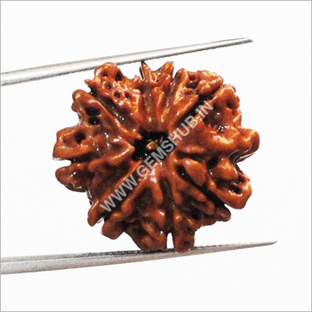 8 Mukhi Nepal Rudraksha