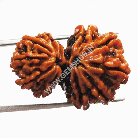 Garbh Gauri Rudraksha