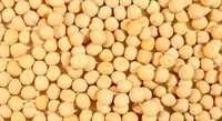 Canadian Yellow Peas - Premium Quality Solid Grains, Crunchy Texture, Hygienically Grown, Tempting Aroma, Vacuumed Pack