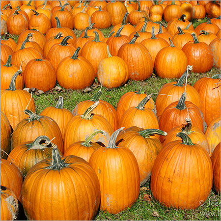 Fresh Organic Pumpkin