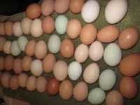 Fresh Table Chicken Brown and White Eggs