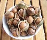 Buy the bes Macadamia Nut