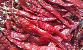 indian dry red chilli / red bullet chilli red chilli of rajasthan By ABBAY TRADING GROUP, CO LTD