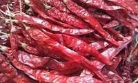 indian dry red chilli / red bullet chilli red chilli of rajasthan