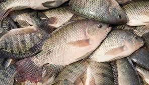 Frozen Whole Tilapia Fish for sale