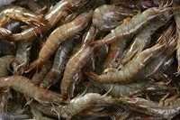 Fresh Chilled Vannamei Shrimps for sale