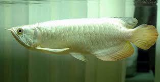 Platinum Golden Crossback Arowana fish