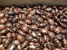 Quality Castor Seeds By ABBAY TRADING GROUP, CO LTD