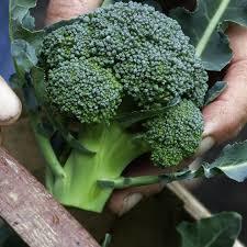 Frozen Green Broccoli