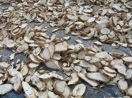 Tapioca Chips And Dried Cassava Chips