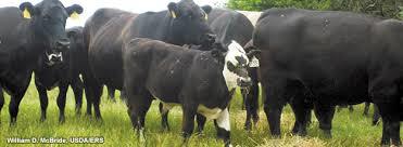 Beef Cattle and Calves ,Hereford/ Murray Grey/Charolais/Simmental/Limosin Beef Cattle and Calves