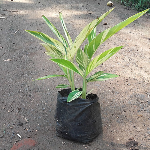 Green Live Plants