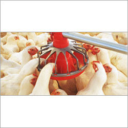 Poultry Antibiotics Tablet