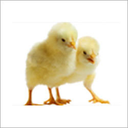 Chick Growth Promoter