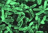 Bacillus Clausii Powder Additives: Food And Pharma