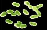 Bacillus Clausii