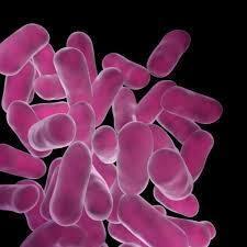 Lactobacillus Sporogenes Additives: Food