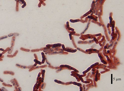 Bacillus Megatherium