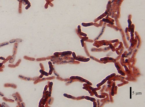 Bacillus Megaterium