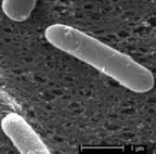 Bacillus polymyxa