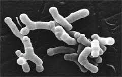 Bifidobacterium Bifidum Bifidobacterium Bifidum
