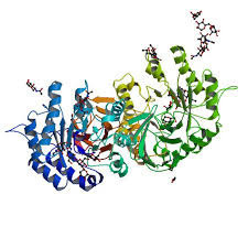 Alpha Galactosidase Dosage Form: Powder