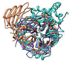 Invertase