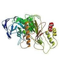 Lipase Enzyme