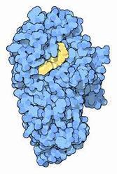 Alpha Amylase Enzyme