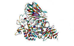 Maltase Enzyme