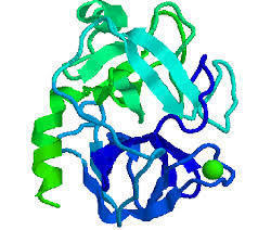 Trypsin