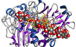 Pharmaceutical Enzymes Application: Biomedical Fields