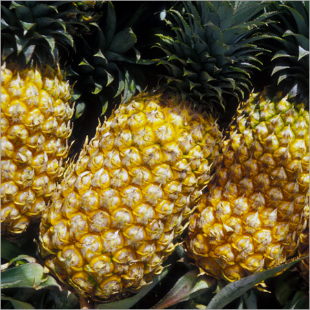 Pineapple
