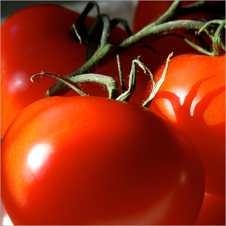 Tomato