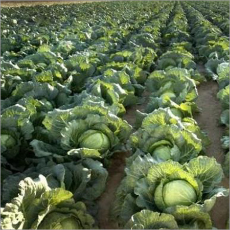 Cabbage