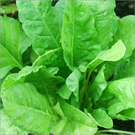 Green Spinach