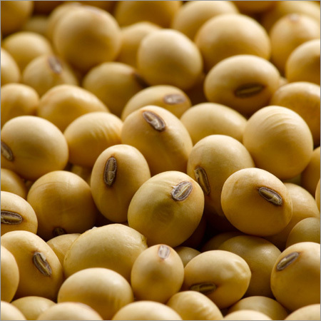 Soybean Seed