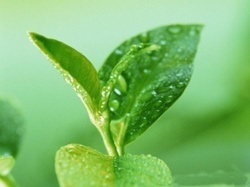 Green Tea Extract By RAJVI ENTERPRISE